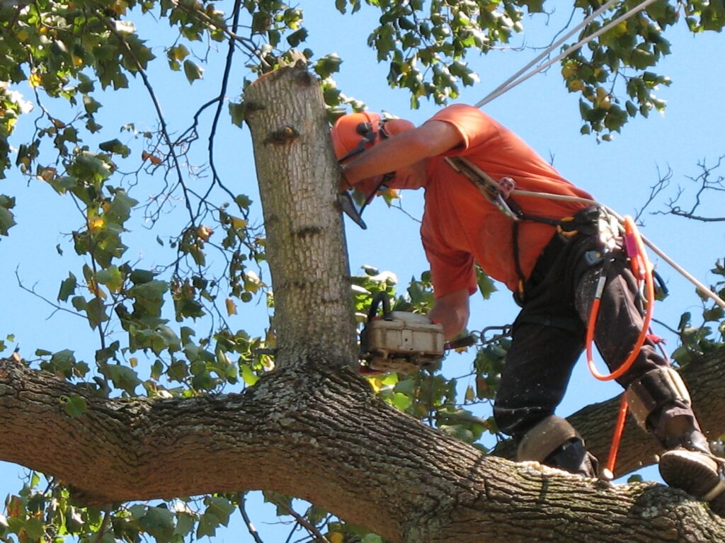 North Shore Tree Removal Services
