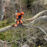North Shore Tree Removal Services: Enhancing Safety and Aesthetics