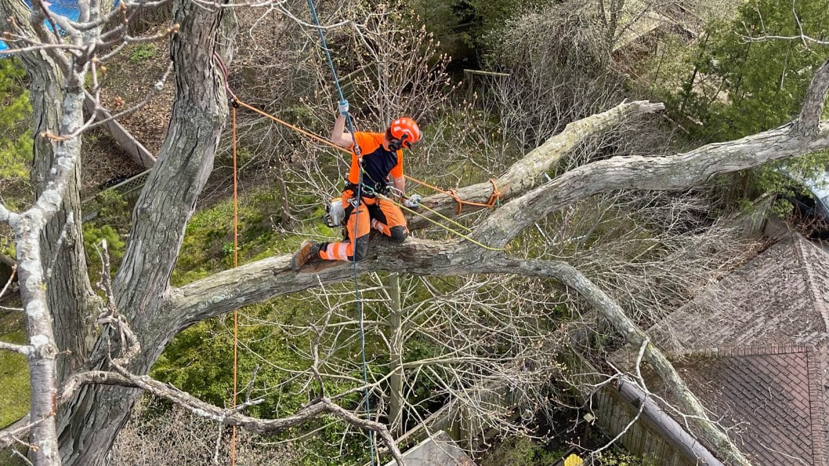 North Shore Tree Removal Services