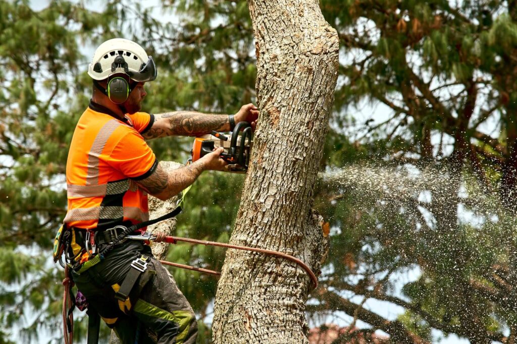 Tree removal Inner West