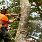 Inner West Tree Removal: Creating Safer and Greener Spaces