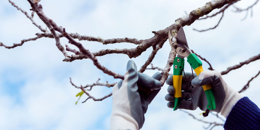 Tree Pruning Cost