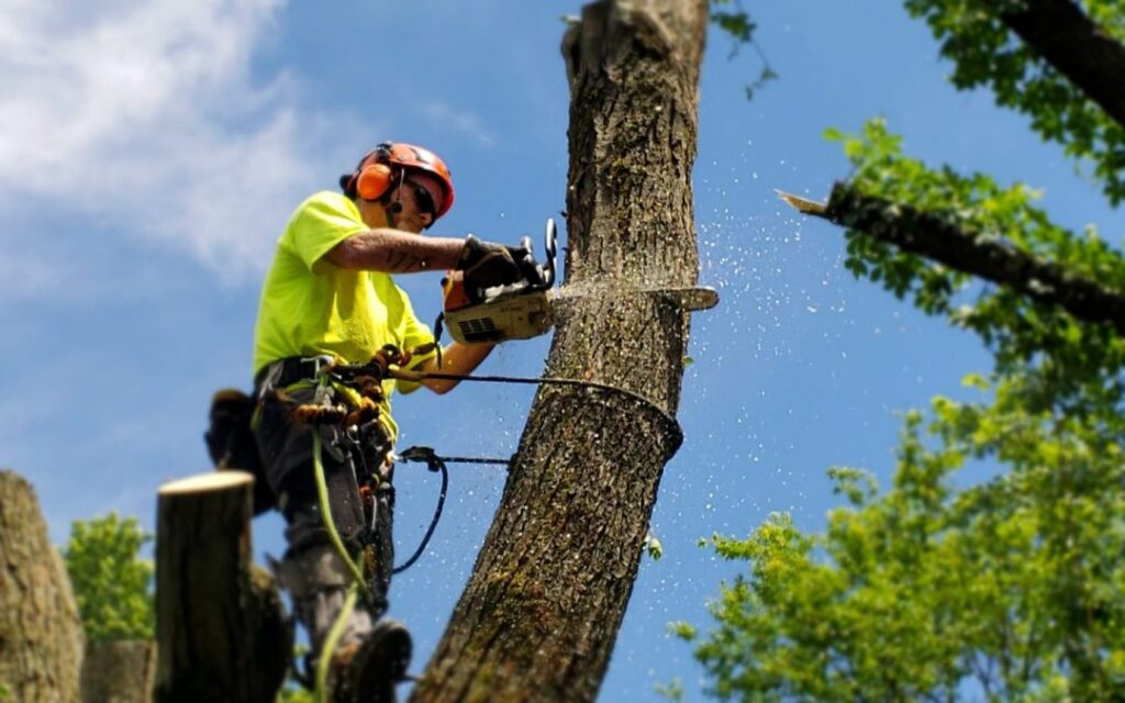 tree removal north shore