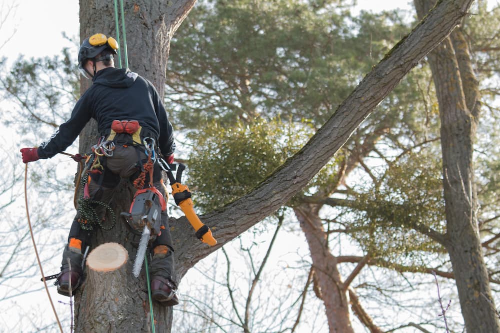 tree removal north shore