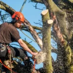 Finding Reliable Tree Removal North Shore Companies