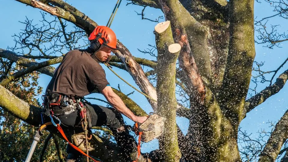 tree removal north shore